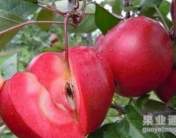 紅色之愛蘋果栽培管理技術