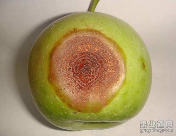 [病虫害防治] 苹果炭疽病(苦腐病) 特点及防治