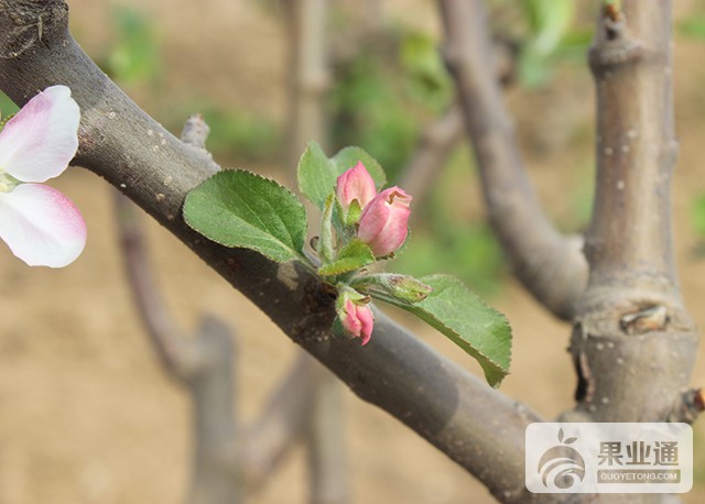 为什么今年的腋花芽格外的多呢? - 苹果 果业通网