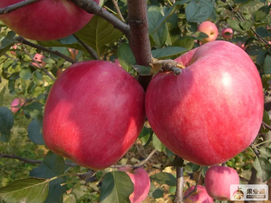 1100万元掀开瑞香红苹果的神秘面纱 国产新品种苹果转化价格再创新高 | 国际果蔬报道