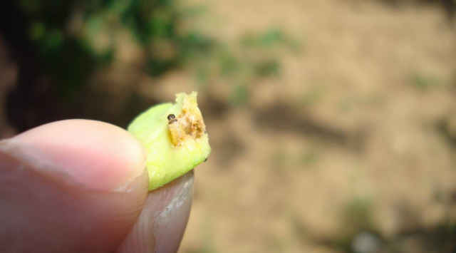 用迷向丝防治梨小食心虫