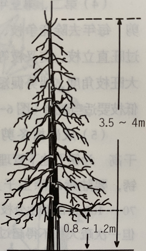 谈苹果树倒挂式塔松型,高纺锤形,细长纺锤形的区别!