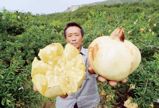 被雷劈出来的石榴不但白花白皮白籽而且一个能卖20元