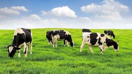奶牛存栏量连降5年 奶价回升奶牛养殖业迎利好