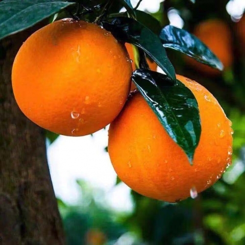 19.4吨怀化脐橙首次出口老挝