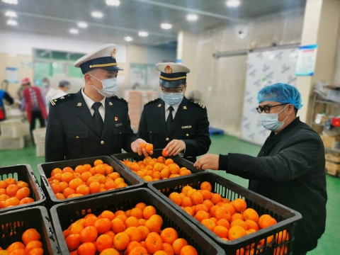 24.8吨从化柑橘首次走出国门，出口至加拿大