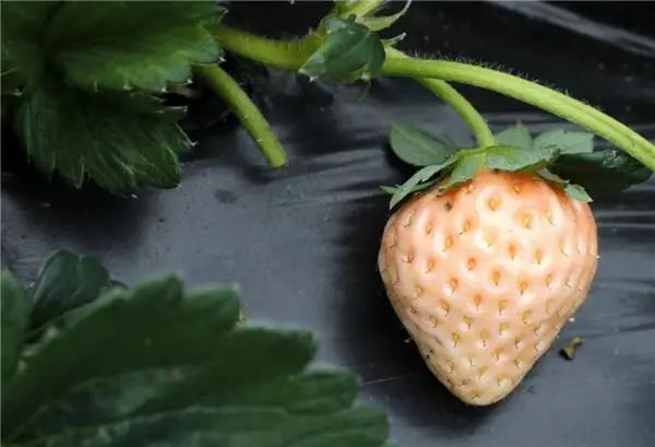 菠萝味草莓受到市场追捧