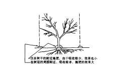 果树根系的分布