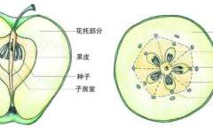 果实发育与品质的形成