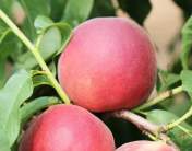 6月份成熟的几个桃品种