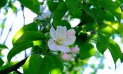 生物学特性——芽、枝和叶的生长特性