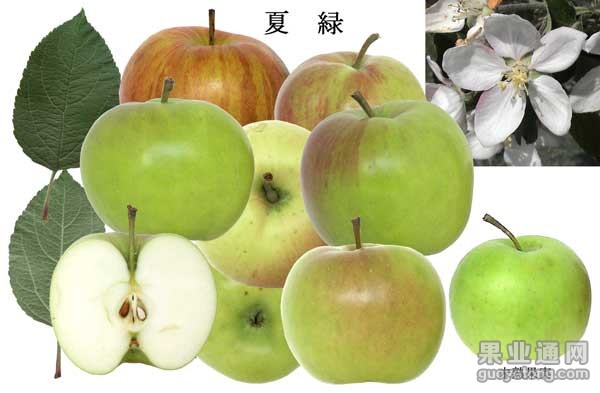 夏绿苹果