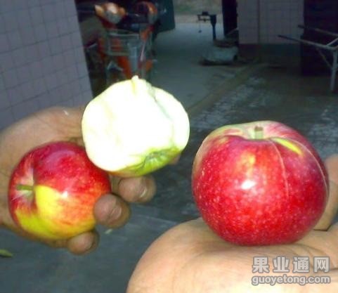 贝拉苹果