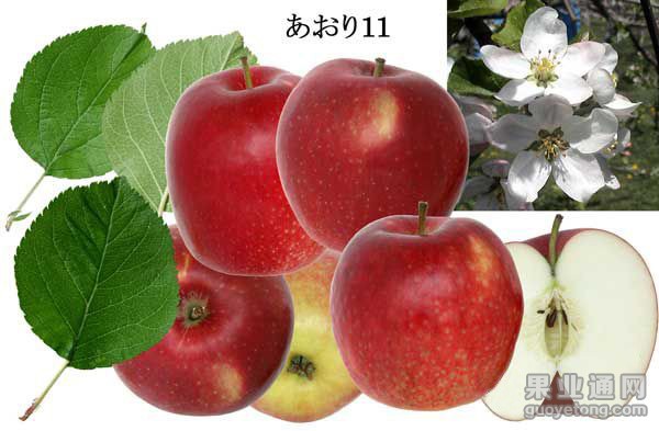 松本锦