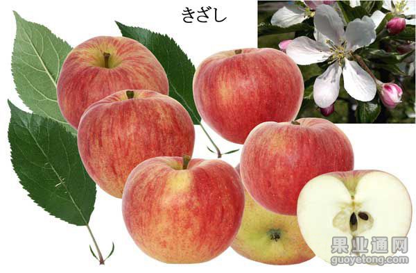 杰西麦克