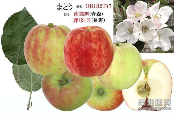 恋姬苹果
