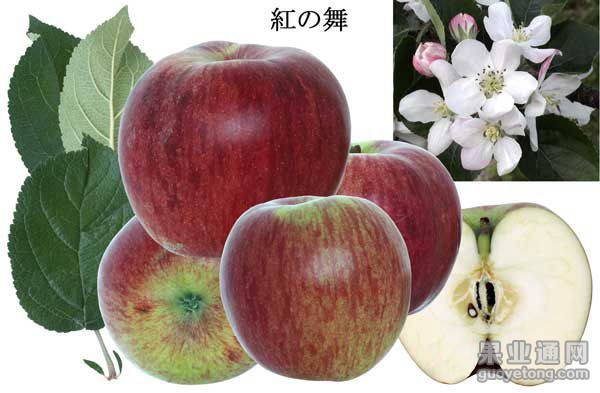 红之舞