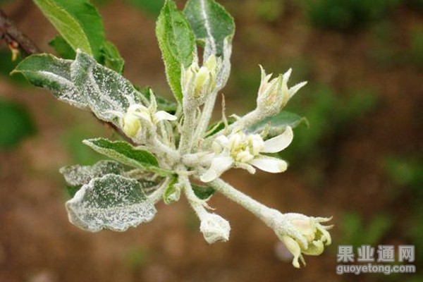 苹果白粉病  特点及防治