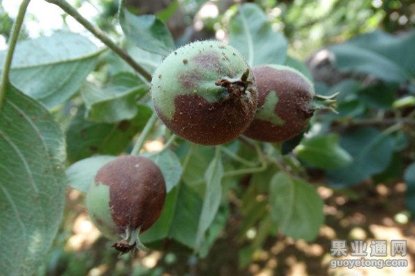 苹果疫腐病  特点及防治