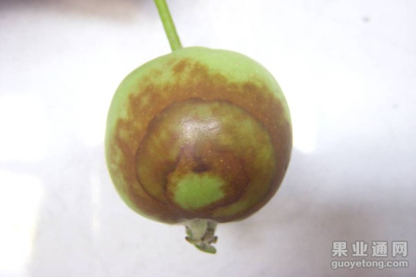 3、疫腐病（2）.jpg