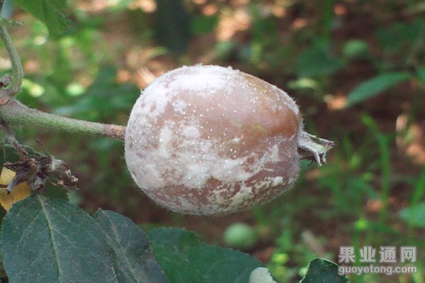 3、疫腐病（1）.jpg