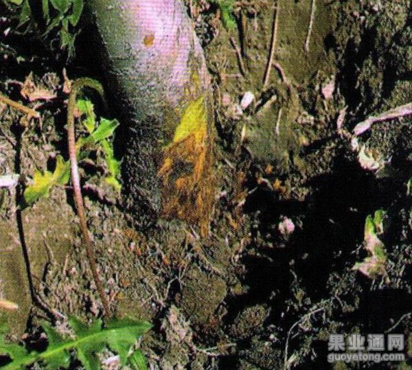 3、疫腐病危害根颈（烂葫芦）.jpg