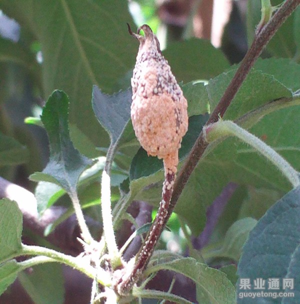 17、僵果上的炭疽病是主要传染源（1）.jpg