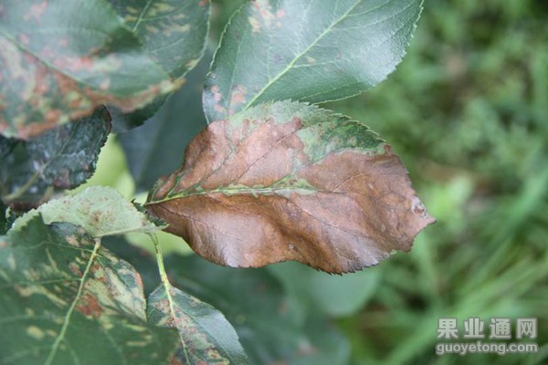 4、炭疽叶枯病危害叶片（5）.jpg