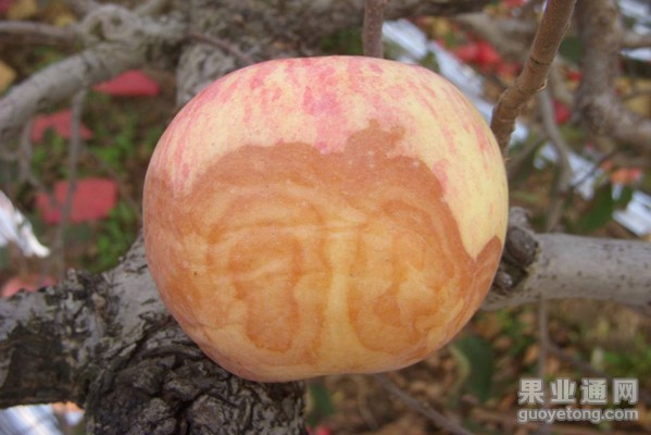 病虫害防治苹果霉心病病害及防治