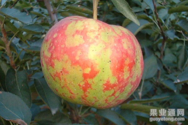 苹果锈果病(花脸病) 特点及防治