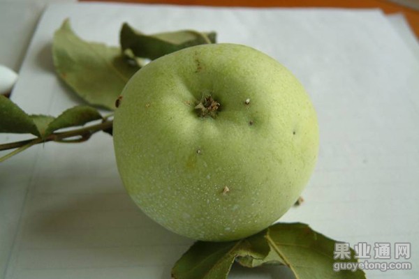 3、桃小食心虫危害果（5）.jpg