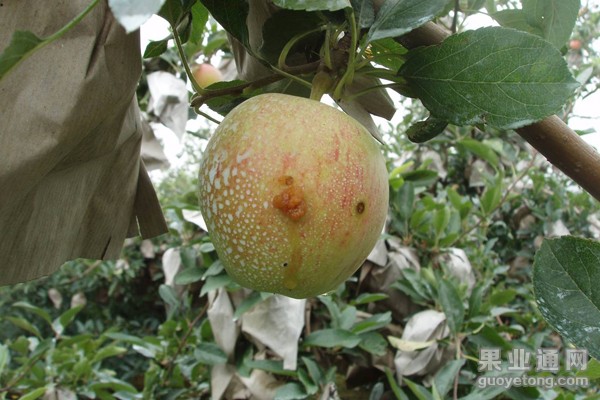 3、桃小食心虫危害症状（1）.jpg