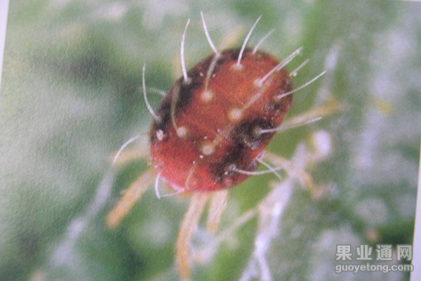 12、苹果全爪螨（1）.jpg