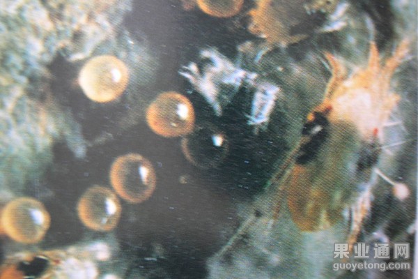 13、二斑叶螨卵（2）.jpg
