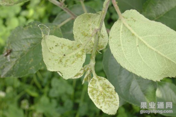 5、苹果绣线菊蚜—黄蚜（2）.jpg