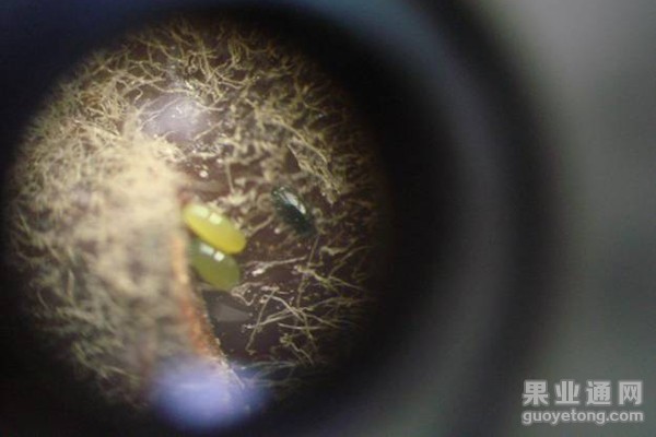 5、苹果绣线菊蚜—黄蚜越冬卵.jpg