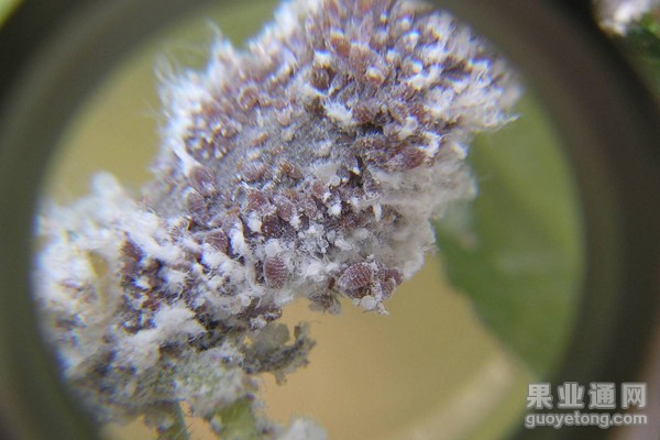 7、苹果绵蚜放大（3）.jpg