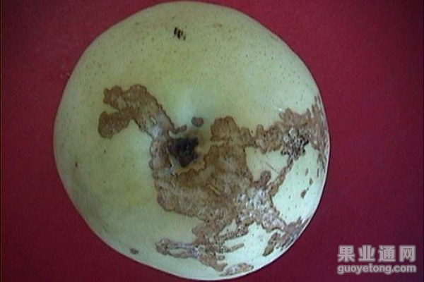 卷叶蛾类 虫害 危害及防治