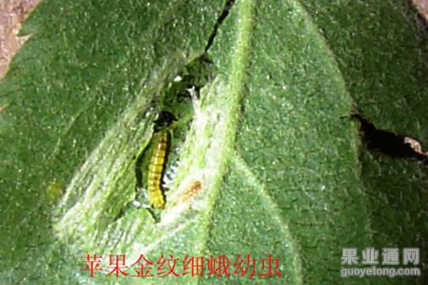 9、金纹细蛾幼虫（2）.jpg