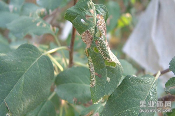 潜叶蛾类 虫害 危害及防治