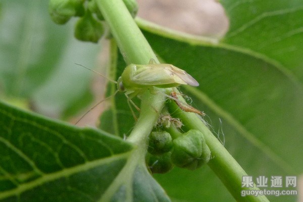 绿盲蝽 葡萄虫害特性及防治