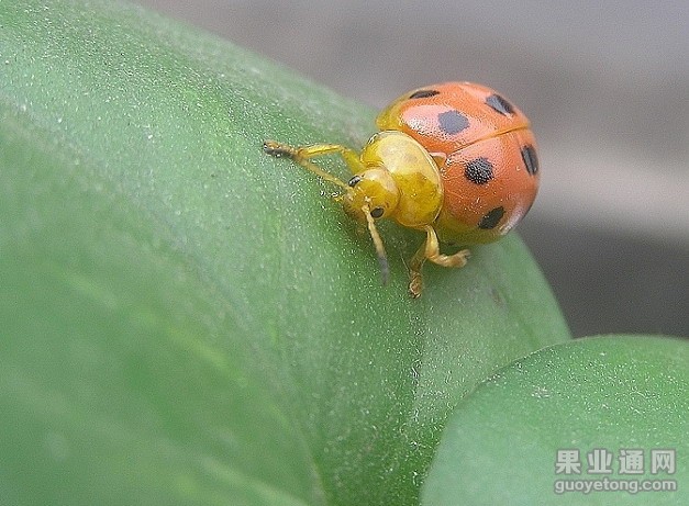 葡萄十星叶甲  虫害特性及防治
