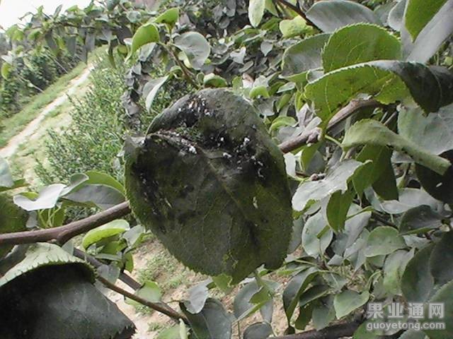 5、梨木虱危害症状(1).jpg