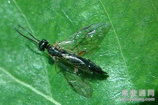 梨茎蜂  虫害与防治