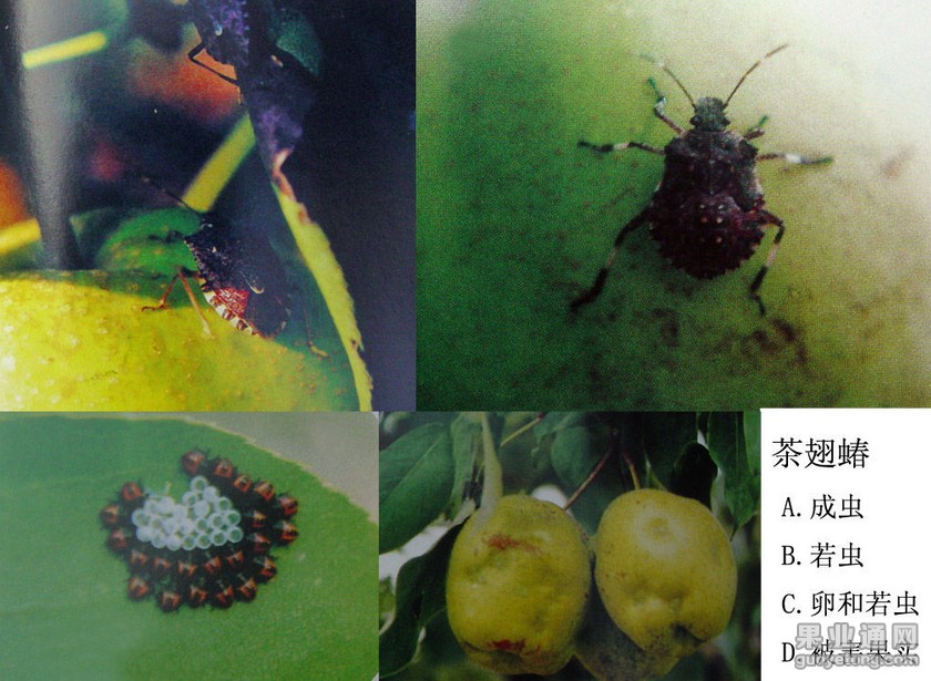 危害 茶翅蝽又名椿象,在我国的梨树栽培区普遍分布,近几年危害呈 