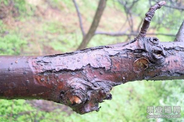 梨树干腐病  危害及防治