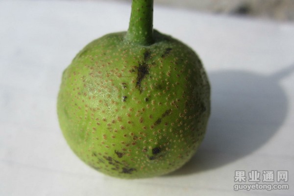 梨黑星病  病害及防治