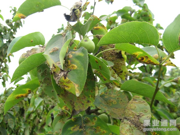 4、梨锈病后期发病症状（5）.JPG