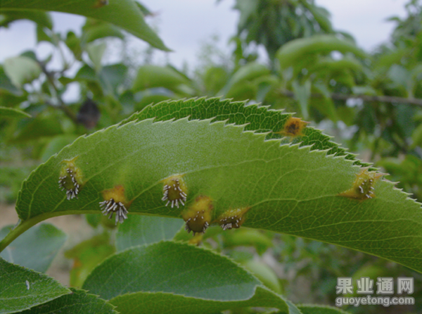 梨锈病  病害及防治