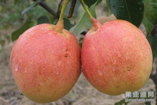 红酥脆